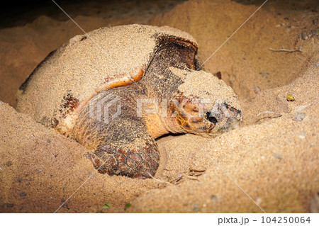 ウミガメの産卵 104250064