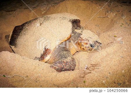ウミガメの産卵 104250066