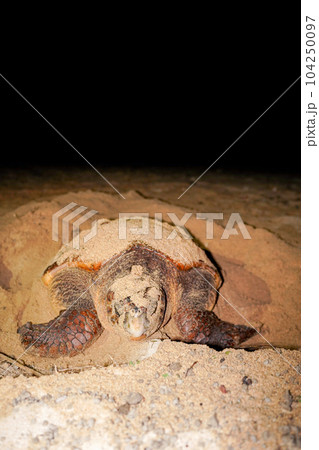 ウミガメの産卵 ウミガメの産卵 104250097