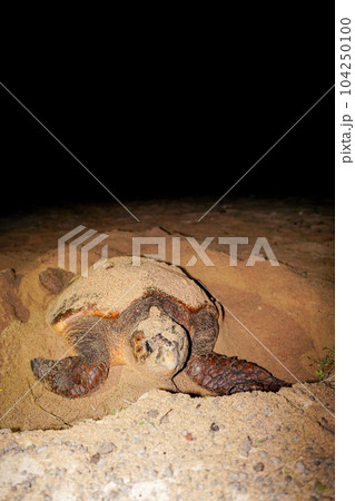 ウミガメの産卵 104250100