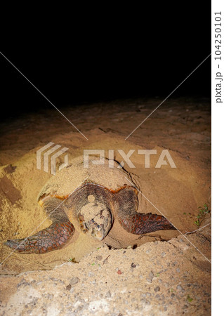 ウミガメの産卵 ウミガメの産卵 104250101