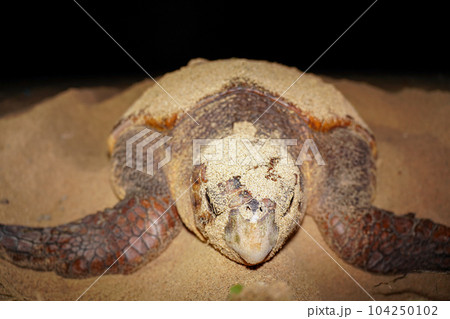 ウミガメの産卵 104250102