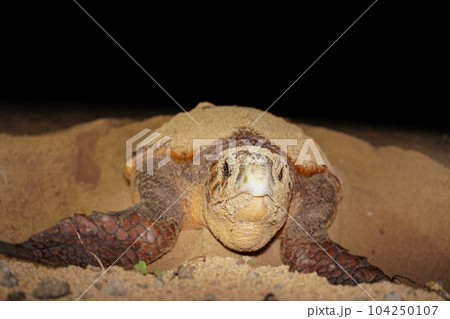 ウミガメの産卵 ウミガメの産卵 104250107