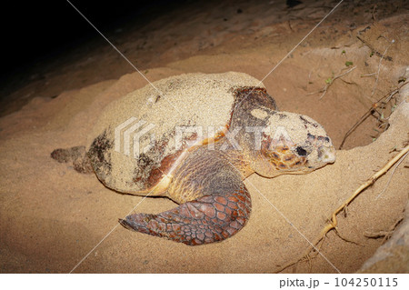 ウミガメの産卵 104250115