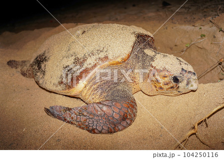 ウミガメの産卵 104250116