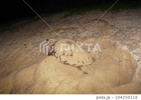 ウミガメの産卵 104250118