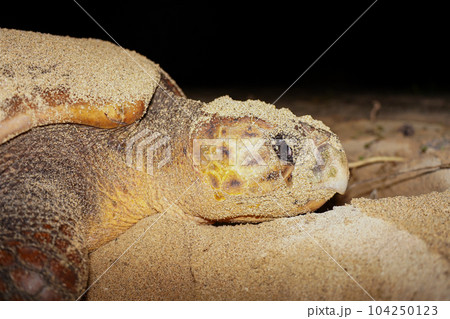 ウミガメの産卵 104250123