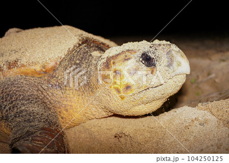 ウミガメの産卵 104250125