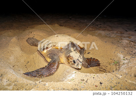 ウミガメの産卵 104250132