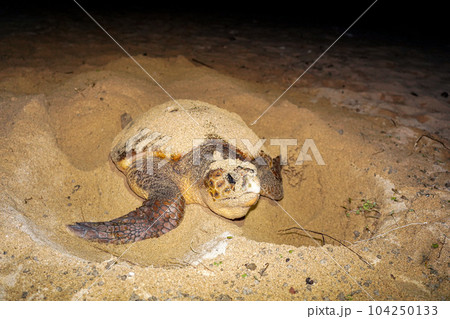 ウミガメの産卵 ウミガメの産卵 104250133