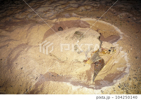 ウミガメの産卵 104250140