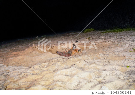 ウミガメの産卵 104250141