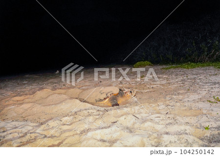 ウミガメの産卵 104250142