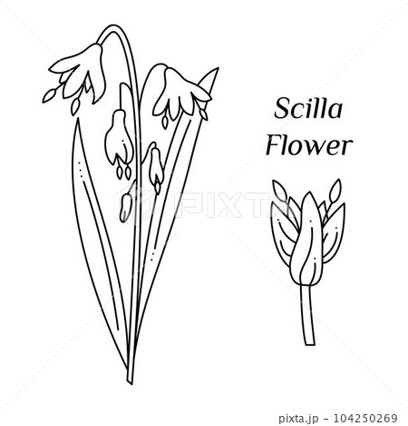 Set with Scilla flower doodle. Hand drawn outline vector illustration. 104250269