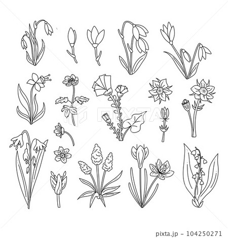 Big set with primroses. Doodle hand draw outline vector illustration. 104250271
