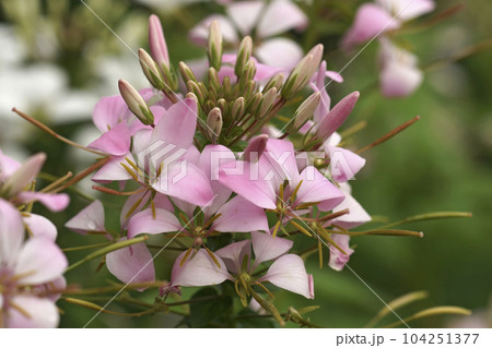 Closeup on the pink flower of a spider flower or grandfather's whiskers plant, Cleome hassleriana 104251377