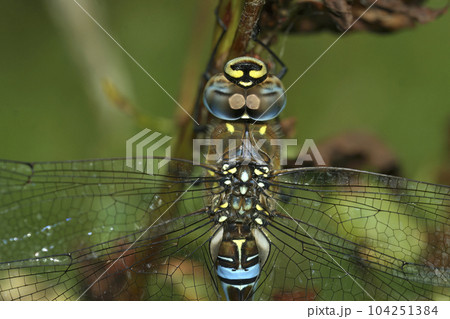 Closeup on a blue Migrant Hawker dragonfly, Aeshna mixta hanging in the vegetation Closeup on a blue Migrant Hawker dragonfly, Aeshna mixta hanging in the vegetation 104251384