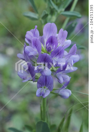 Close up on a blue flower of Alfalfa, lucerne , Medicago sativa on a green background Close up on a blue flower of Alfalfa, lucerne , Medicago sativa on a green background 104251395