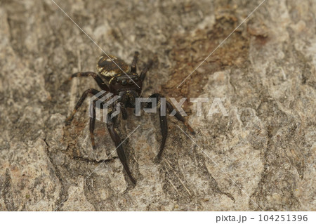Closeup on a small dark and aged jumping spider, Macaroeris nidicolens, looking into the camera Closeup on a small dark and aged jumping spider, Macaroeris nidicolens, looking into the camera 104251396