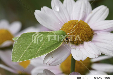 Closeup on the colorful green Scarce Silver-lines owelt moth, Bena bicolorana on a white flower 104251406