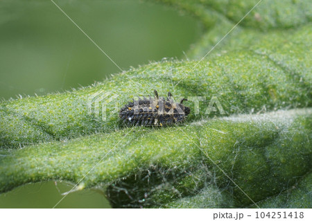 Closeup on a voracious larvae of the pine laydybird beetle, Exochomus quadripustulatus used for pest-control 104251418