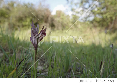 Closeup on the red c olored Long-lipped tongue orchis, Serapias vomeracea with green natural blurred background 104251434