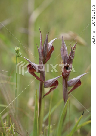 Closeup on a Mediterranean male dark leaf beetle, Arima marginata sitting in the vegetation 104251435
