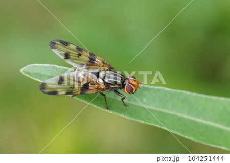 Closeup on the Mediterranean picture-winged flies, Otites porcus , sitting on top of grass straw Closeup on the Mediterranean picture-winged flies, Otites porcus , sitting on top of grass straw 104251444