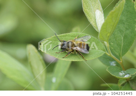 Closeup on a male red mason bee, Osmia rufa sitting on a green leaf in the garden Closeup on a male red mason bee, Osmia rufa sitting on a green leaf in the garden 104251445