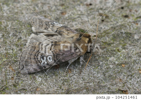 Closeup on the figure of eighty owlet moth, , Tethea ocularis sitting on wood Closeup on the figure of eighty owlet moth, , Tethea ocularis sitting on wood 104251461