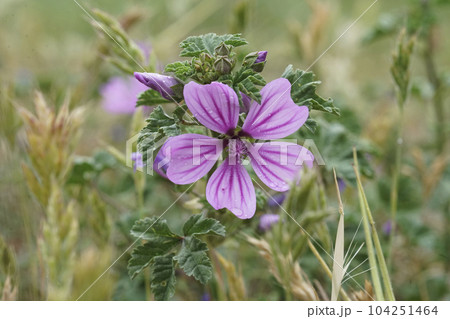 Closeup on the bright purple flower of theCommon Mallow, Malva sylvestris 104251464