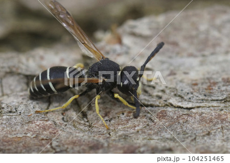 Closeup on the Medick or Black-headed Mason Wasp, Odynerus melanocephalus sitting on wood Closeup on the Medick or Black-headed Mason Wasp, Odynerus melanocephalus sitting on wood 104251465