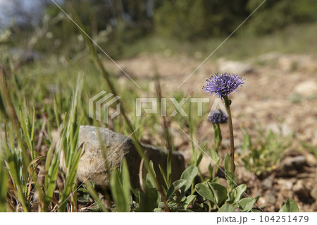 Low angle closeup on a Mediterranean common ball flower, Globularia bisnagarica Low angle closeup on a Mediterranean common ball flower, Globularia bisnagarica 104251479
