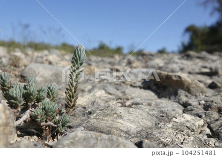Wide-angle closeup on a Mediterranean pale stonecrop plant, Petrosedum sediforme growing on stones Wide-angle closeup on a Mediterranean pale stonecrop plant, Petrosedum sediforme growing on stones 104251481
