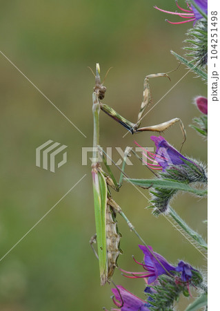 Closeup on the Mediterranean cone-headed mantis, Empusa pennata on a blue Echium vulgare flower 104251498