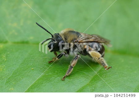 Closeup n a female longhorn solitary bee, Eucera, sitting on a green leaf 104251499