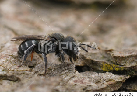Closeup on a female blue mason bee, Osmia caerulescens parasite by an orange triungulin larvae of an oil beetle, Meloe 104251500