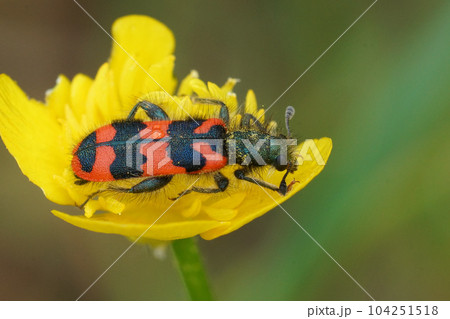 Closeup on the colorful checkered Bee-eating beetle , Trichodes alvearius Closeup on the colorful checkered Bee-eating beetle , Trichodes alvearius 104251518