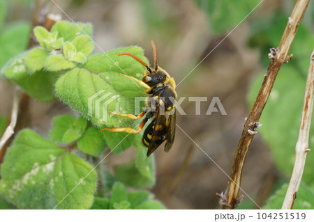 Closeup on a female of the large six-banded Nomad bee, Nomada sexfasciata crawling on green foliage Closeup on a female of the large six-banded Nomad bee, Nomada sexfasciata crawling on green foliage 104251519