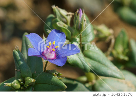 Closeup on the blue form of the Scarlet Pimpernel, Lysimachia arvensis azurea Closeup on the blue form of the Scarlet Pimpernel, Lysimachia arvensis azurea 104251570