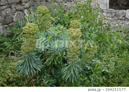 Closeup on a Mediterranean Spurge, Euphorbia characias in the Gard, France 104251577
