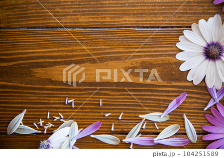 Beautiful white and purple Osteospermum flowers on a wooden Beautiful white and purple Osteospermum flowers on a wooden 104251589