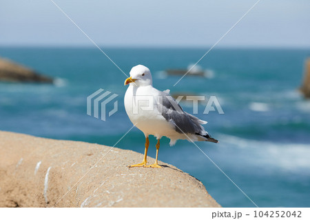 seagulls perched on the hand rail of the pier 104252042