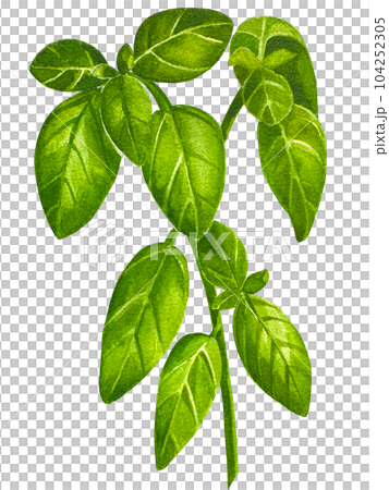 Watercolor hand paint everyday green herbs isolated: basil, dill, cilantro, arugula. Herbs isolated on white background. The perfect design for greeting card, packaging, natural and organic products.  104252305