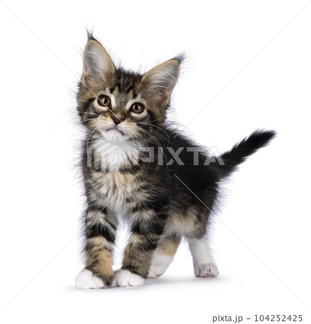Maine Coon cat kitten on white background 104252425