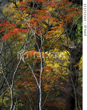 山間の紅葉 104252518