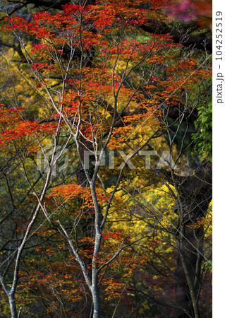 山間の紅葉 104252519