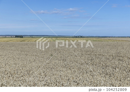 A field with cereals in the summer A field with cereals in the summer 104252809