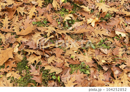 Fallen oak foliage in the autumn season Fallen oak foliage in the autumn season 104252852