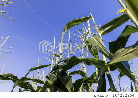 Corn field with green plants Corn field with green plants 104252854